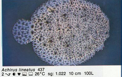 Achirus lineatus